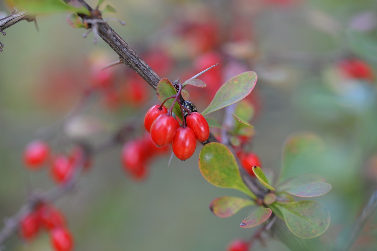 barberry berberis plant free photo