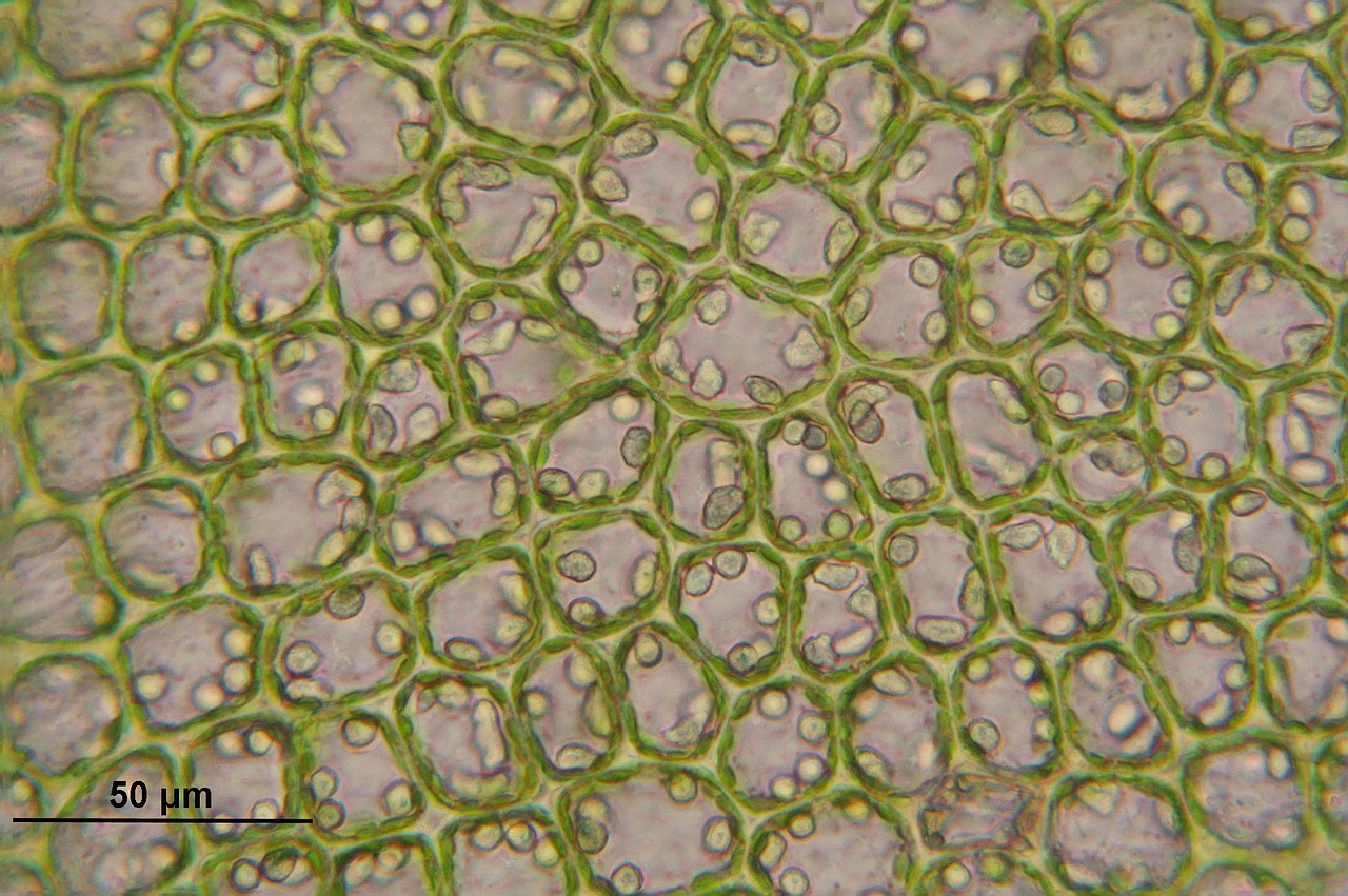 barbilophozia floerkei cells liverwort free photo