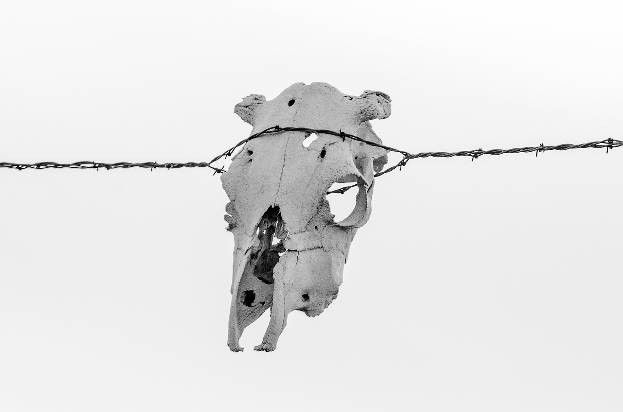 barbwire skull cow skull free photo