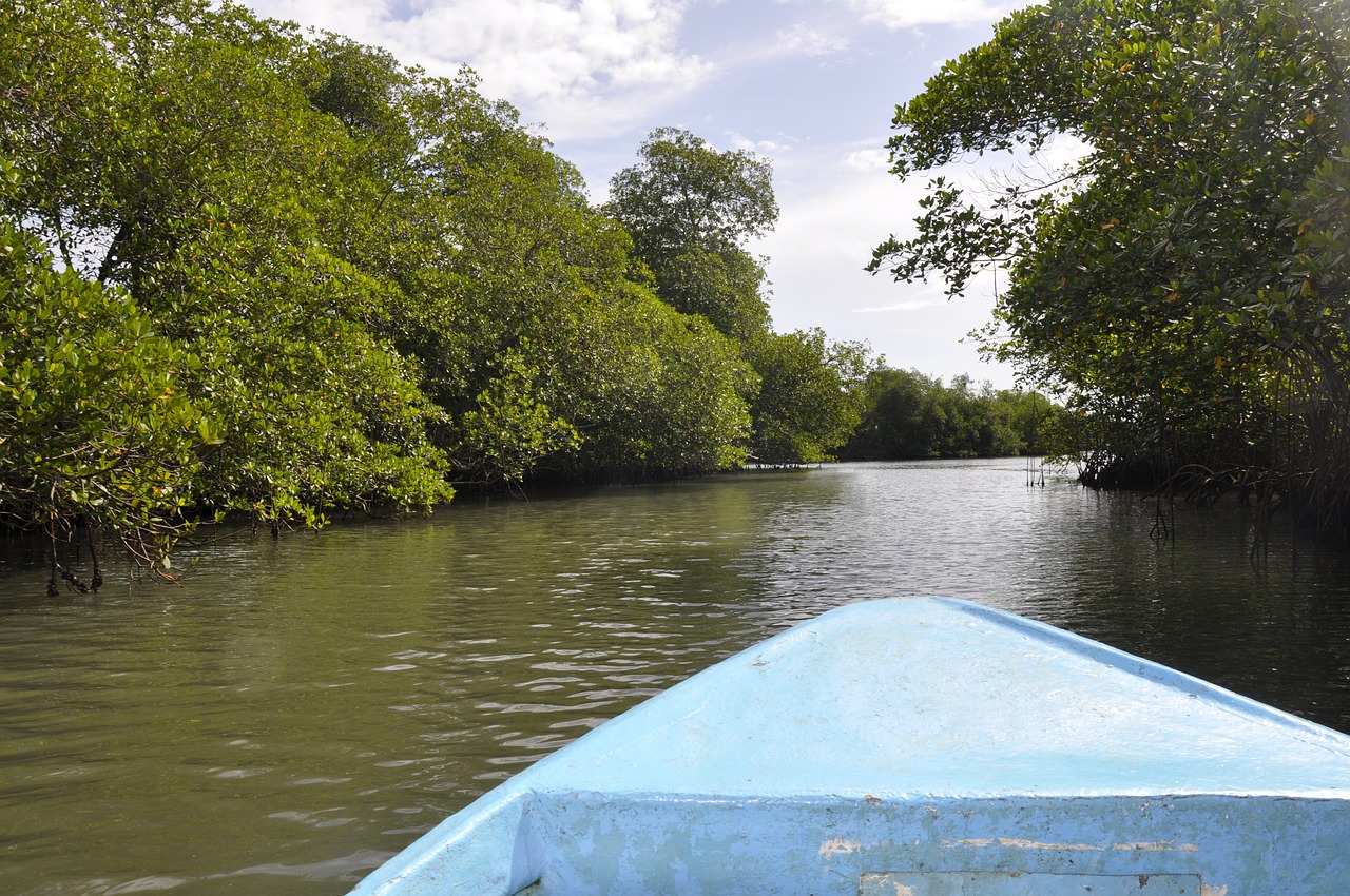 barca  beach  water mangrove forest in the dominican republic free photo