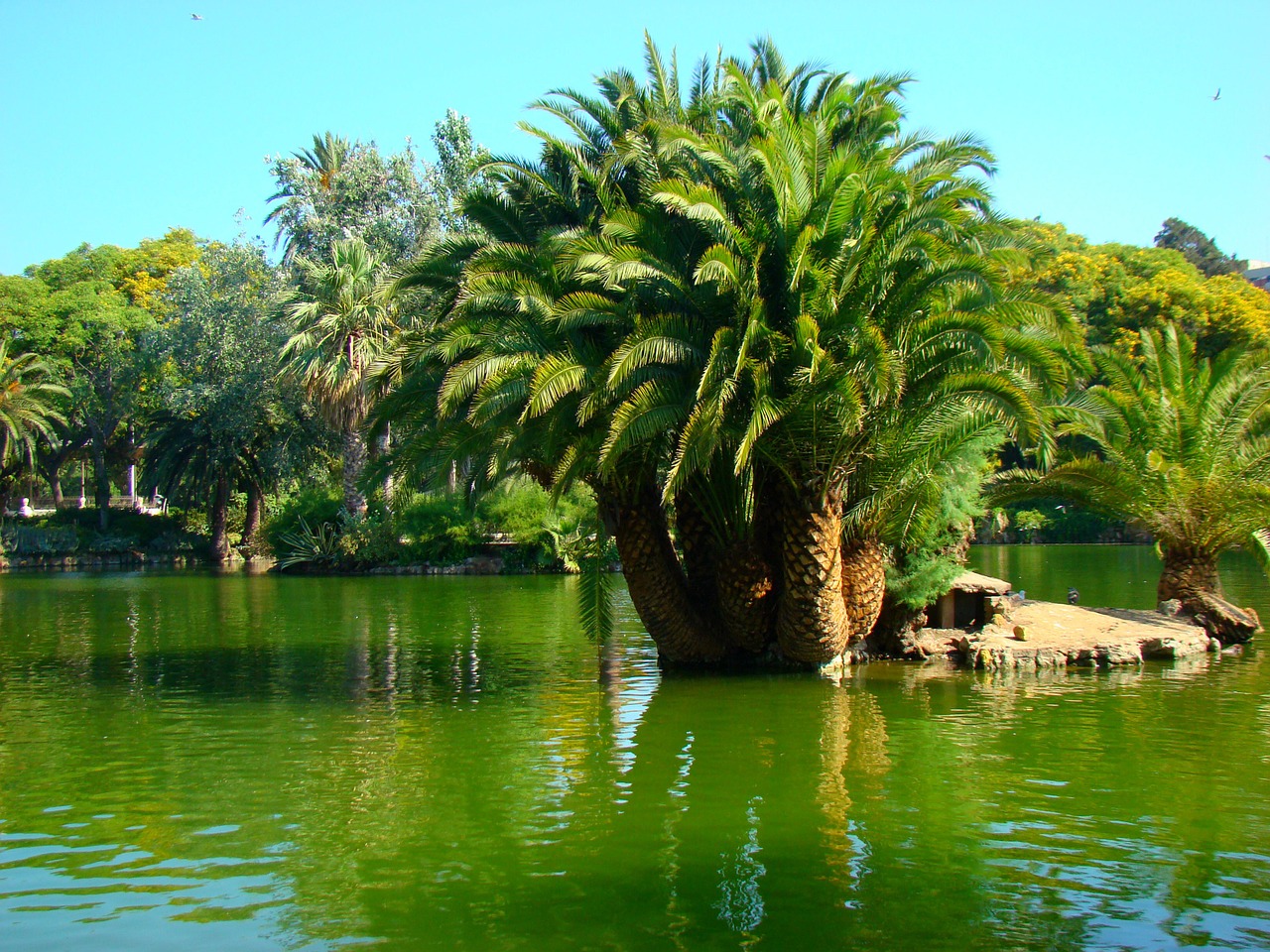 barcelona tree summer free photo