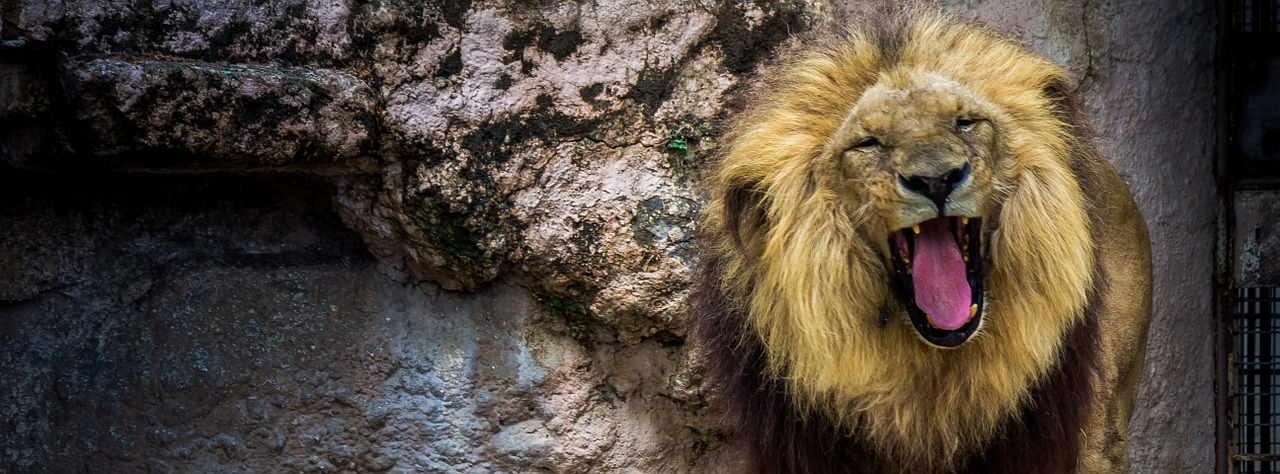 barcelona zoo leon free photo