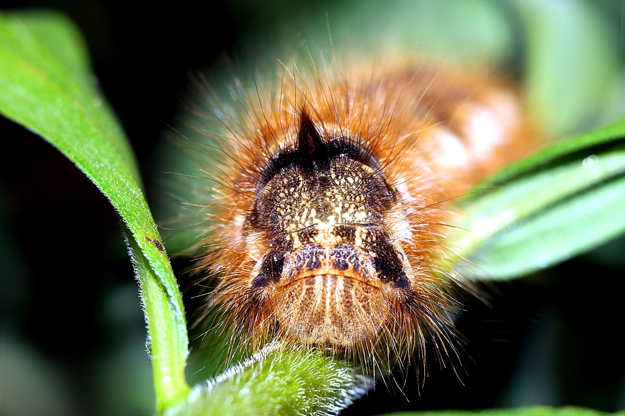 barczatka napójka  caterpillar  hairy free photo
