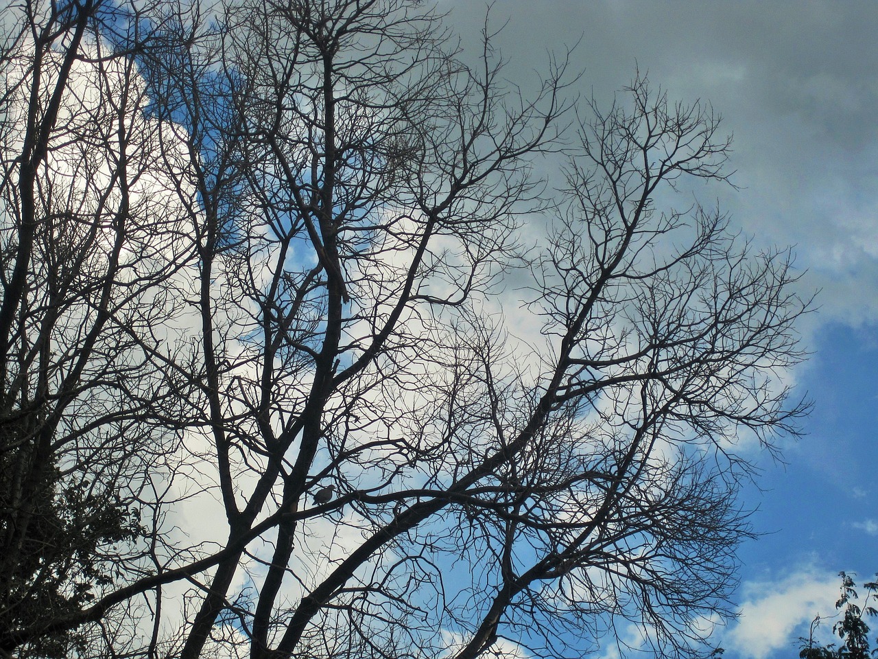 bare branches trees branches free photo