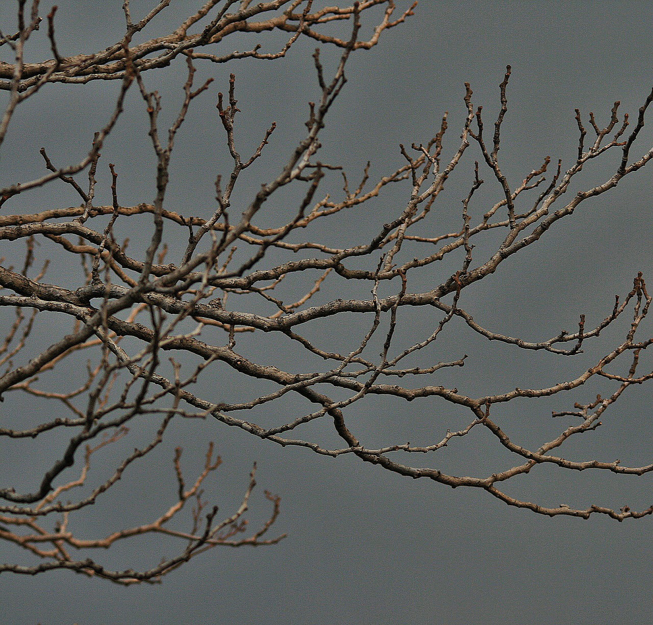 bare branches tree branches free photo