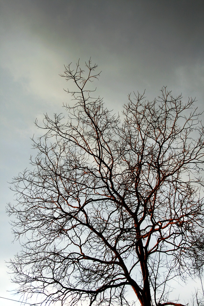 bare branches tree branches free photo