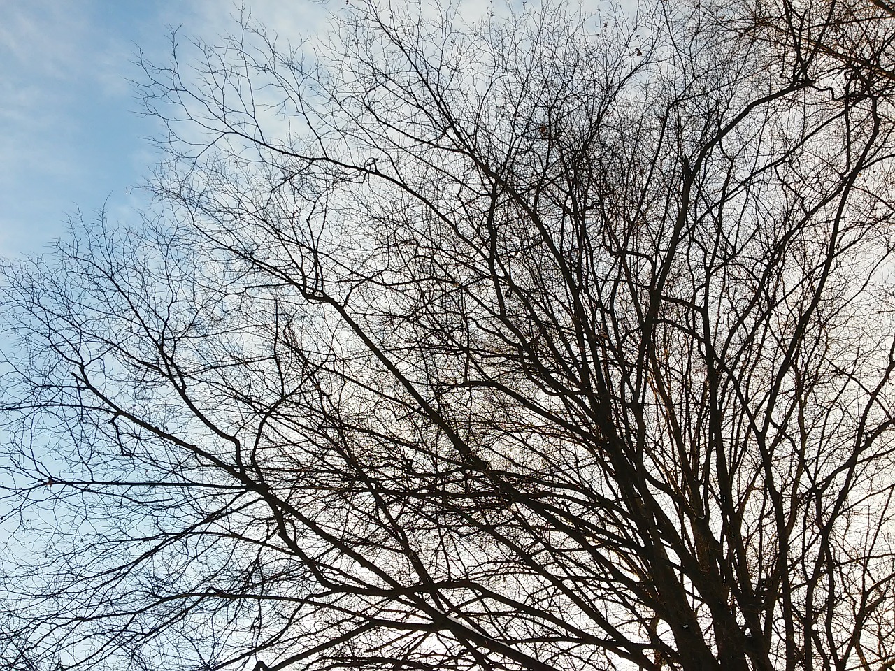 bare branches bare tree sky free photo