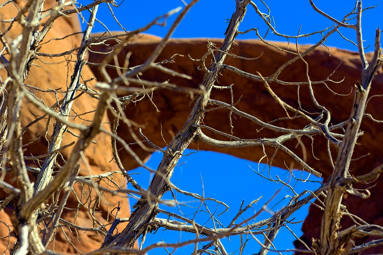 bare branches against arch  arch  desert free photo