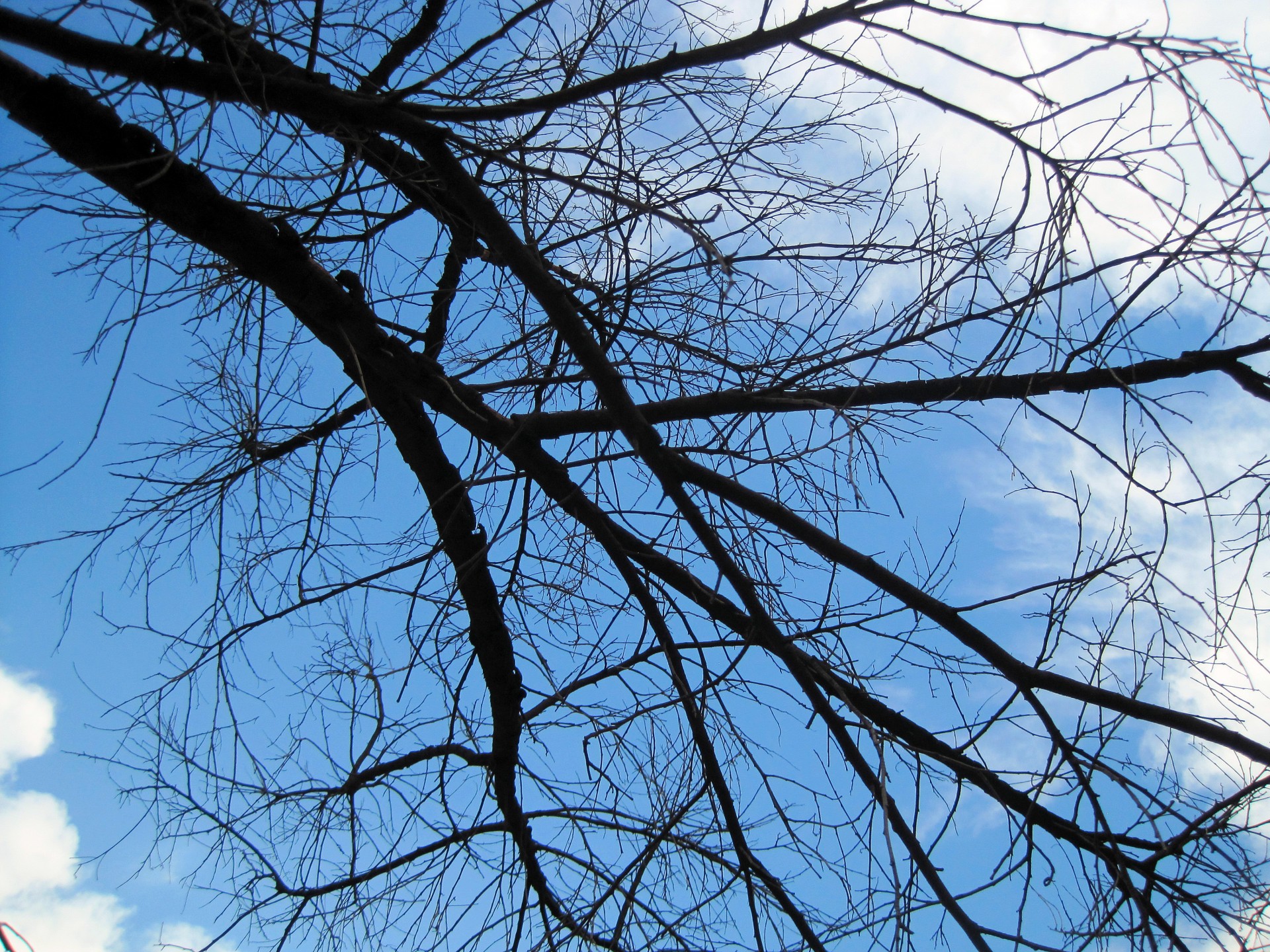 sky blue branches free photo