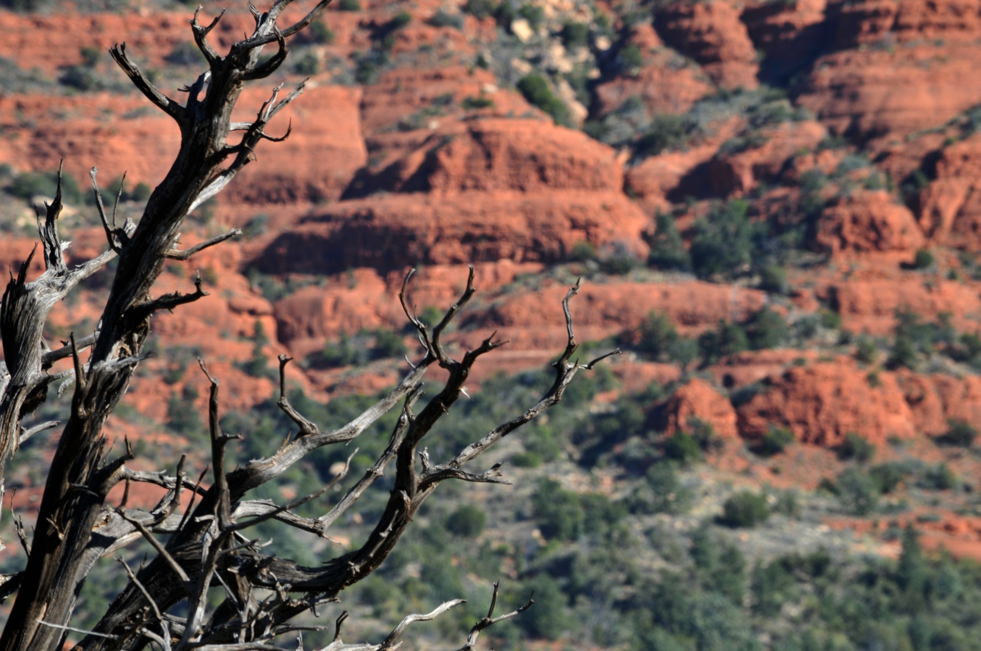 branches bare branches desert free photo