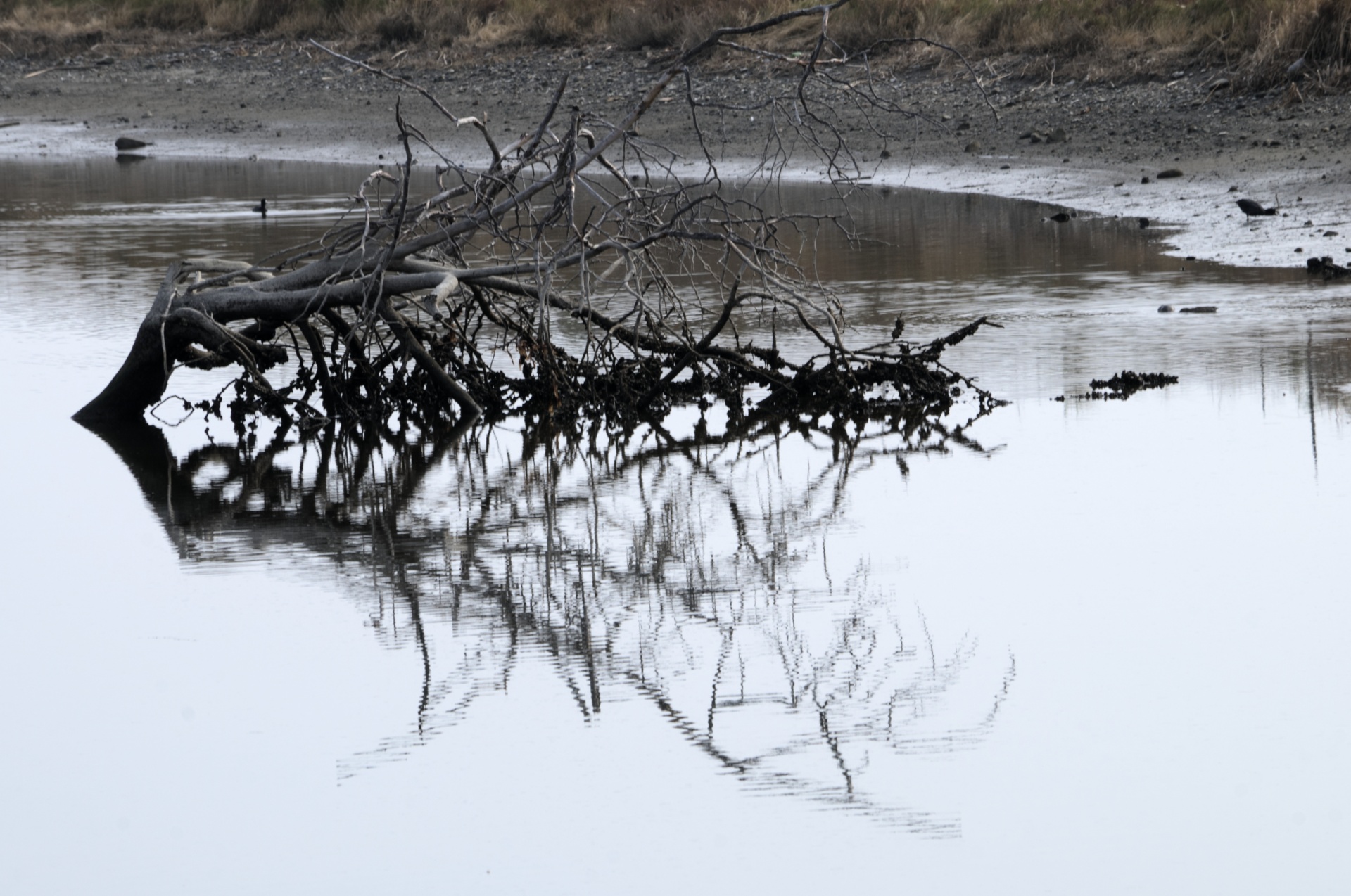 plant tree bare free photo