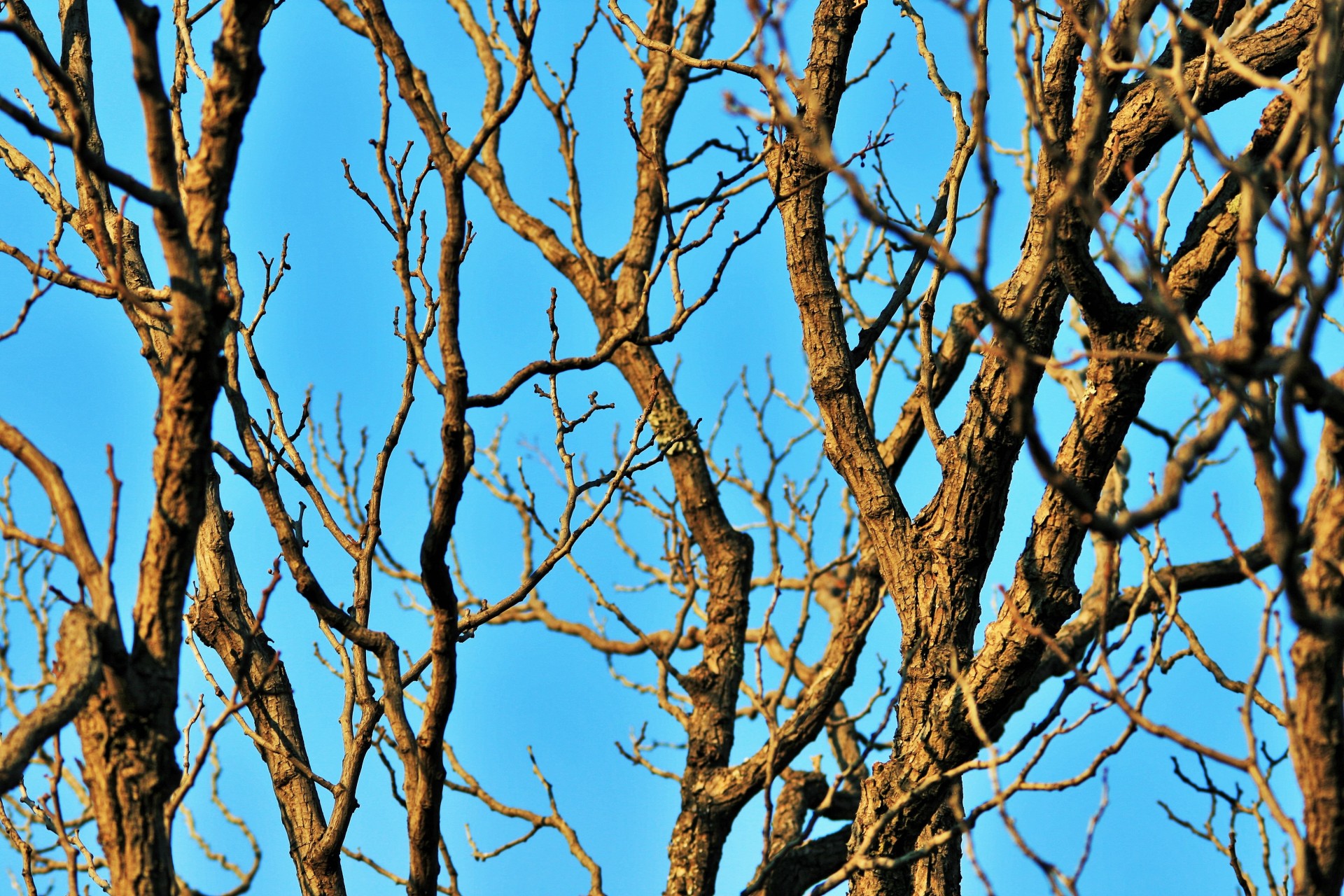 tree branches bare free photo