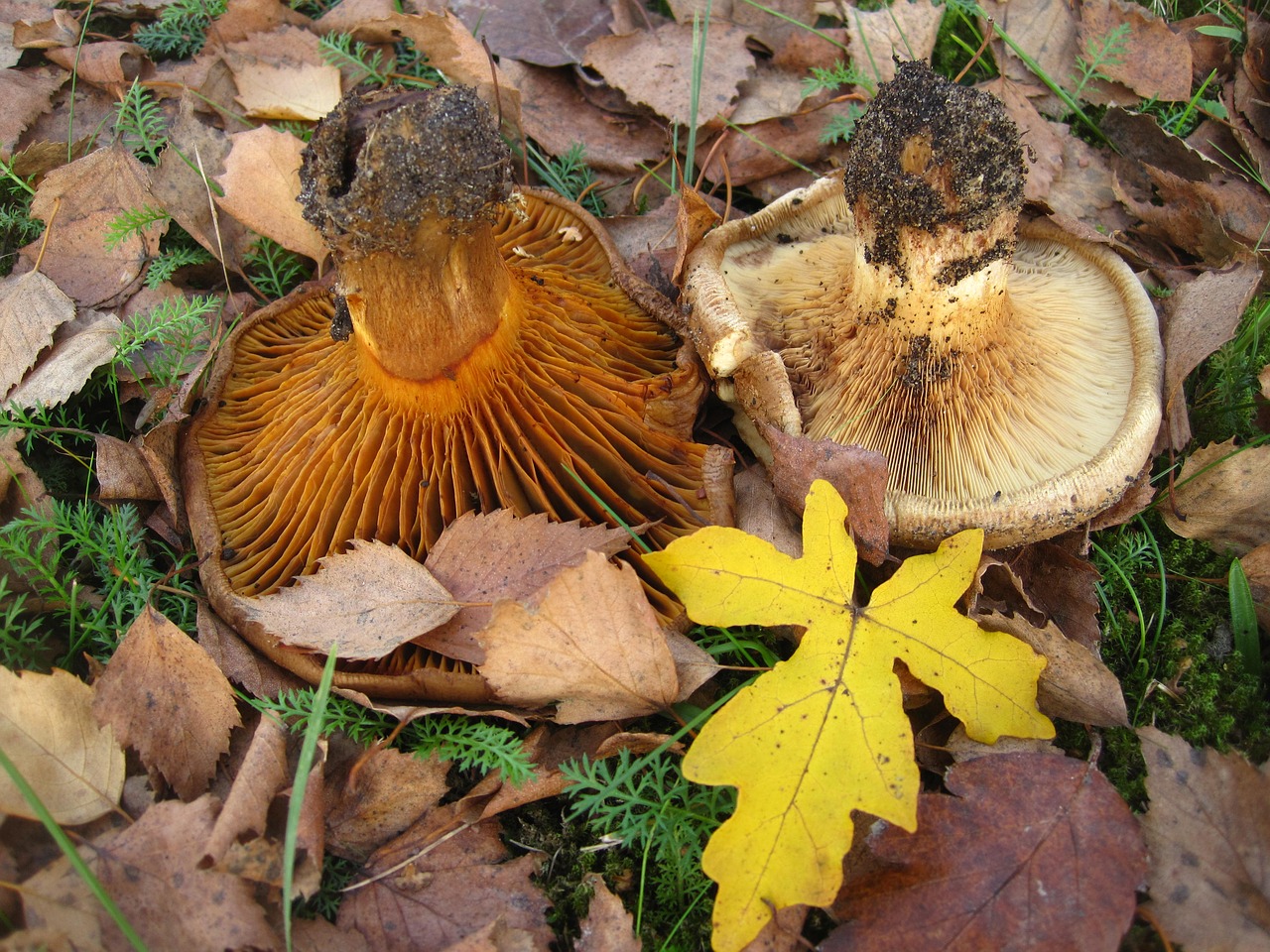 bare kremplinge paxillus involutus mushroom genus free photo