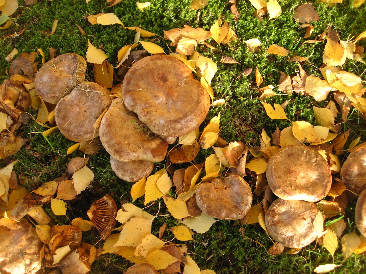 bare kremplinge many mushrooms together free photo
