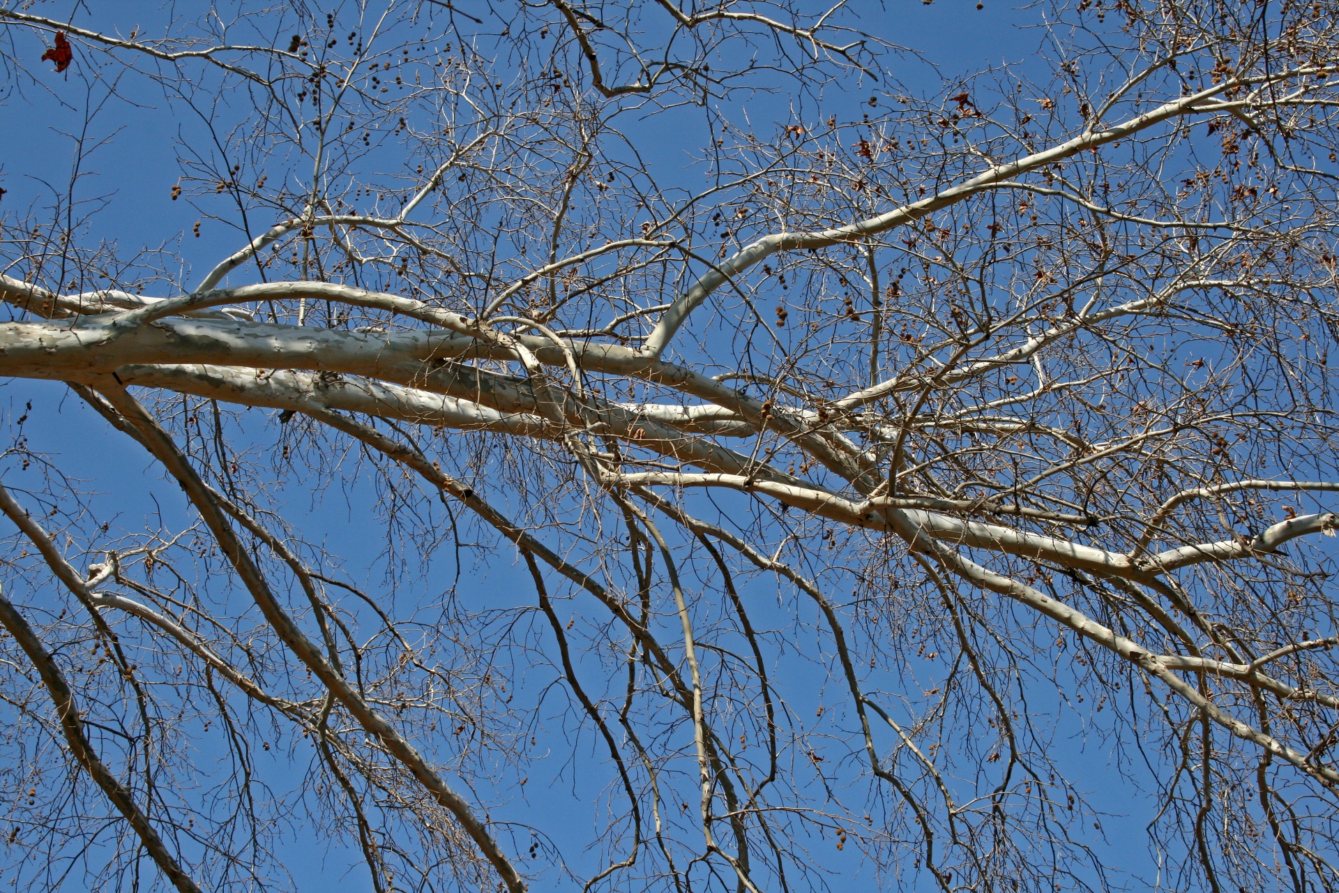 Ветка дерева Тополь
