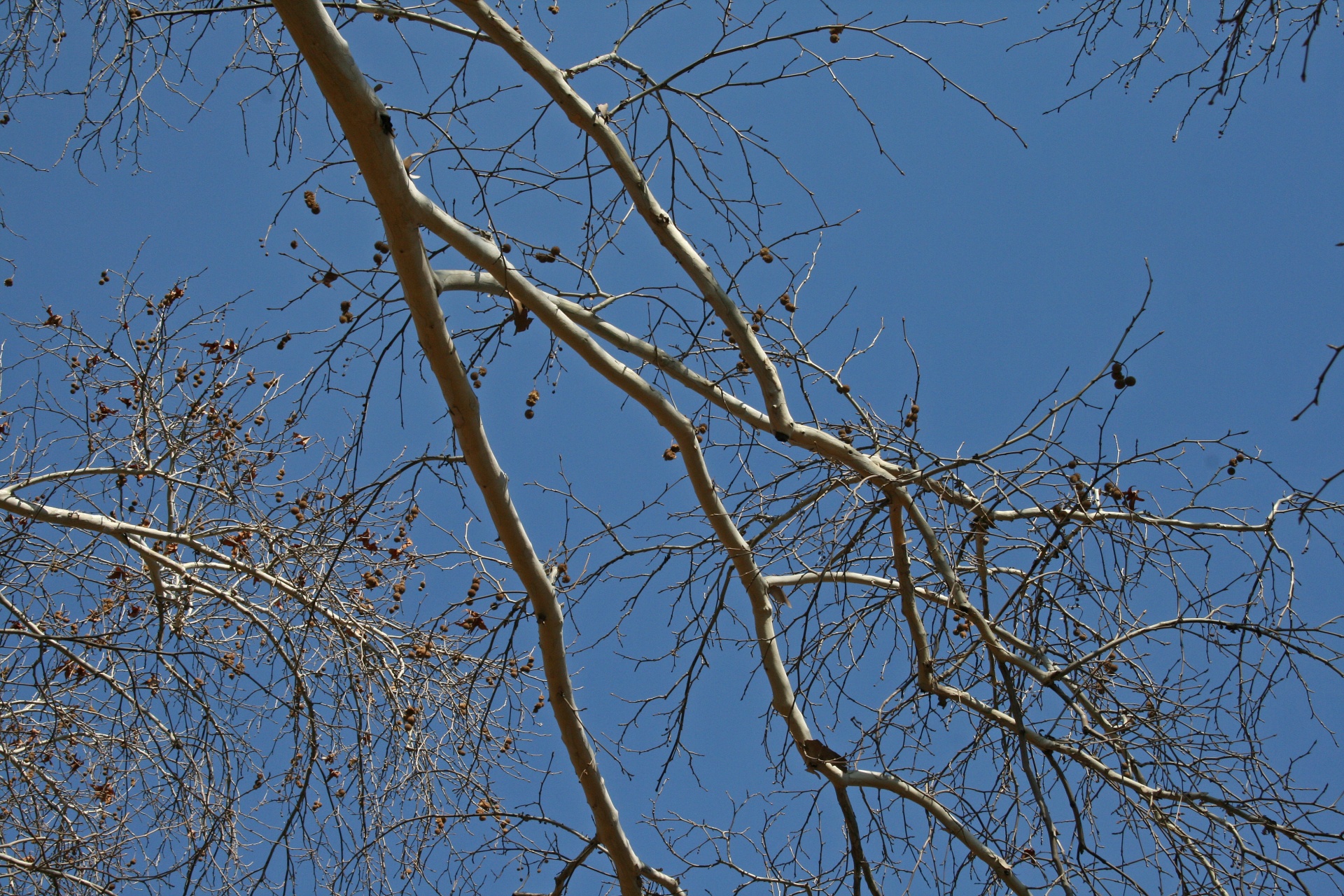 tree branches plane free photo