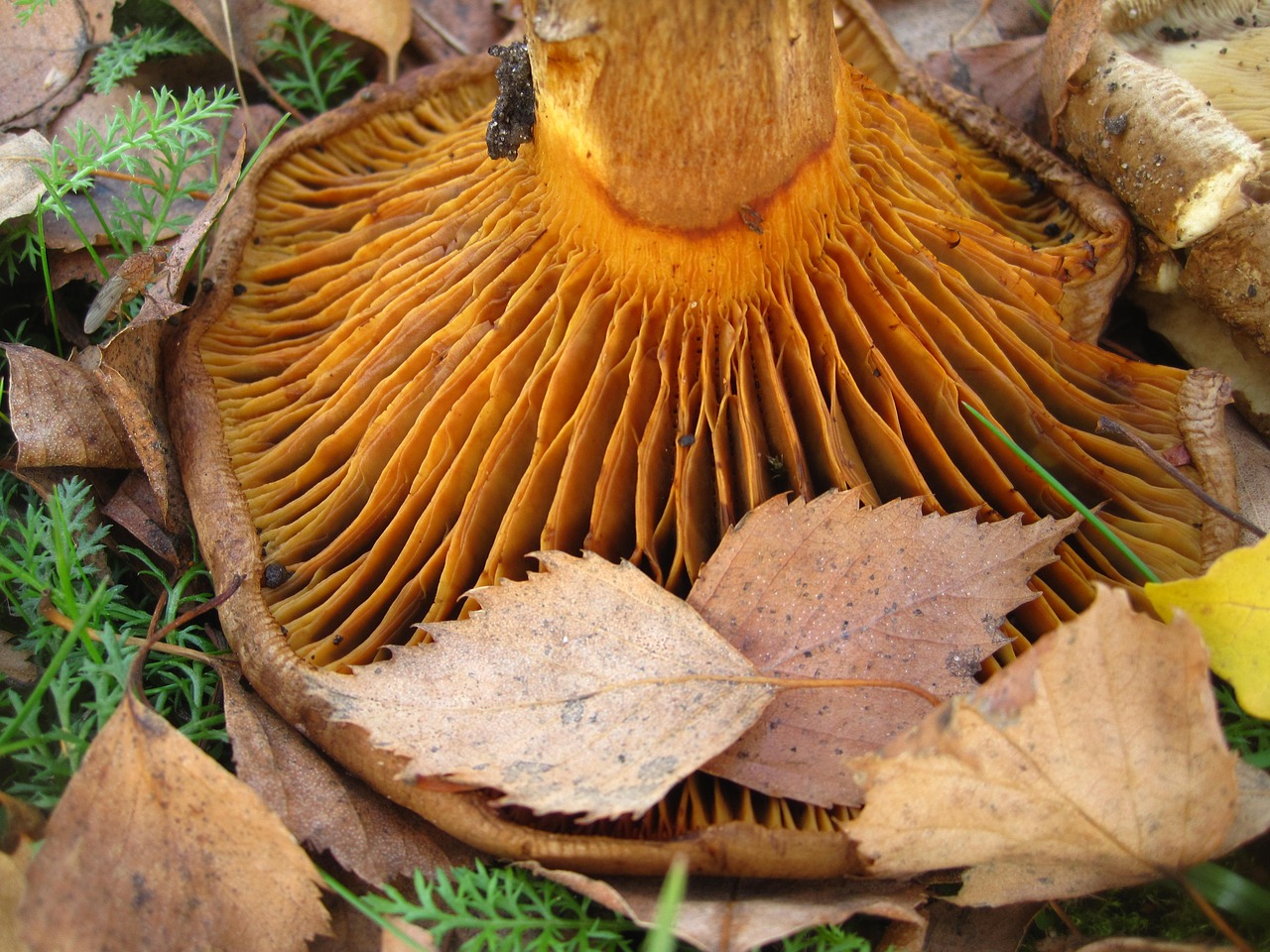 bare shuffletruffle tube fins paxillus involutus free photo