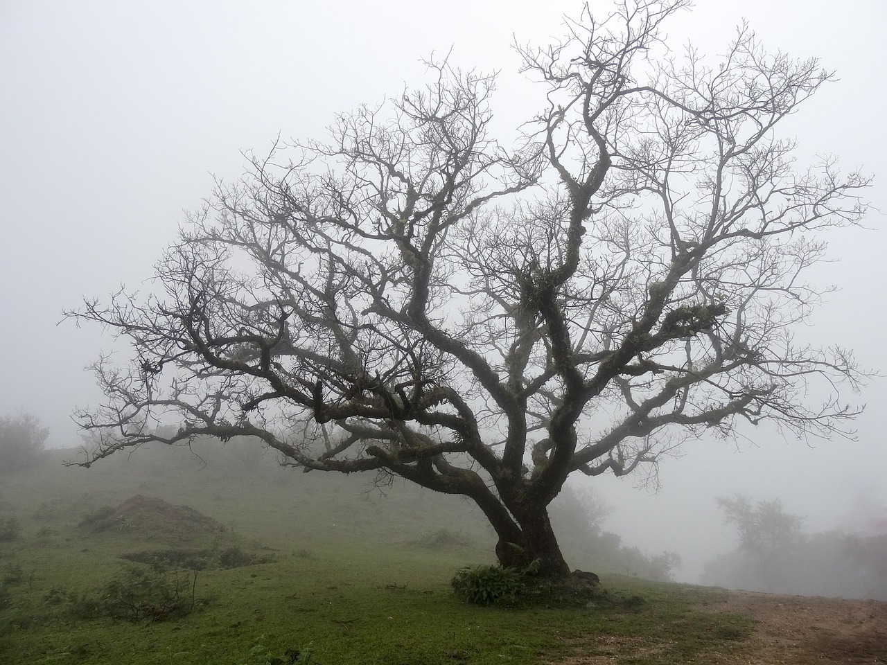 bare tree deciduous mist free photo