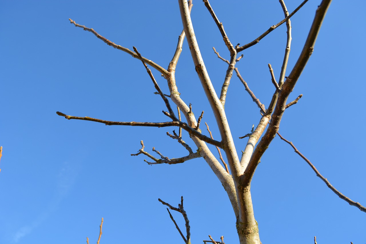 bare tree winter blue sky free photo