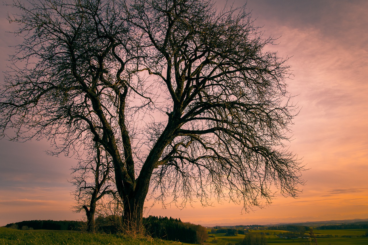 bare tree  winter  color free photo