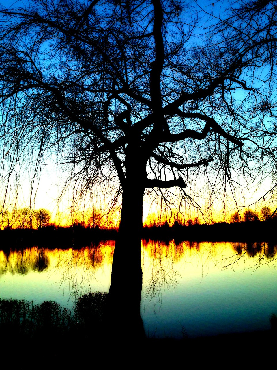 bare tree water branch free photo