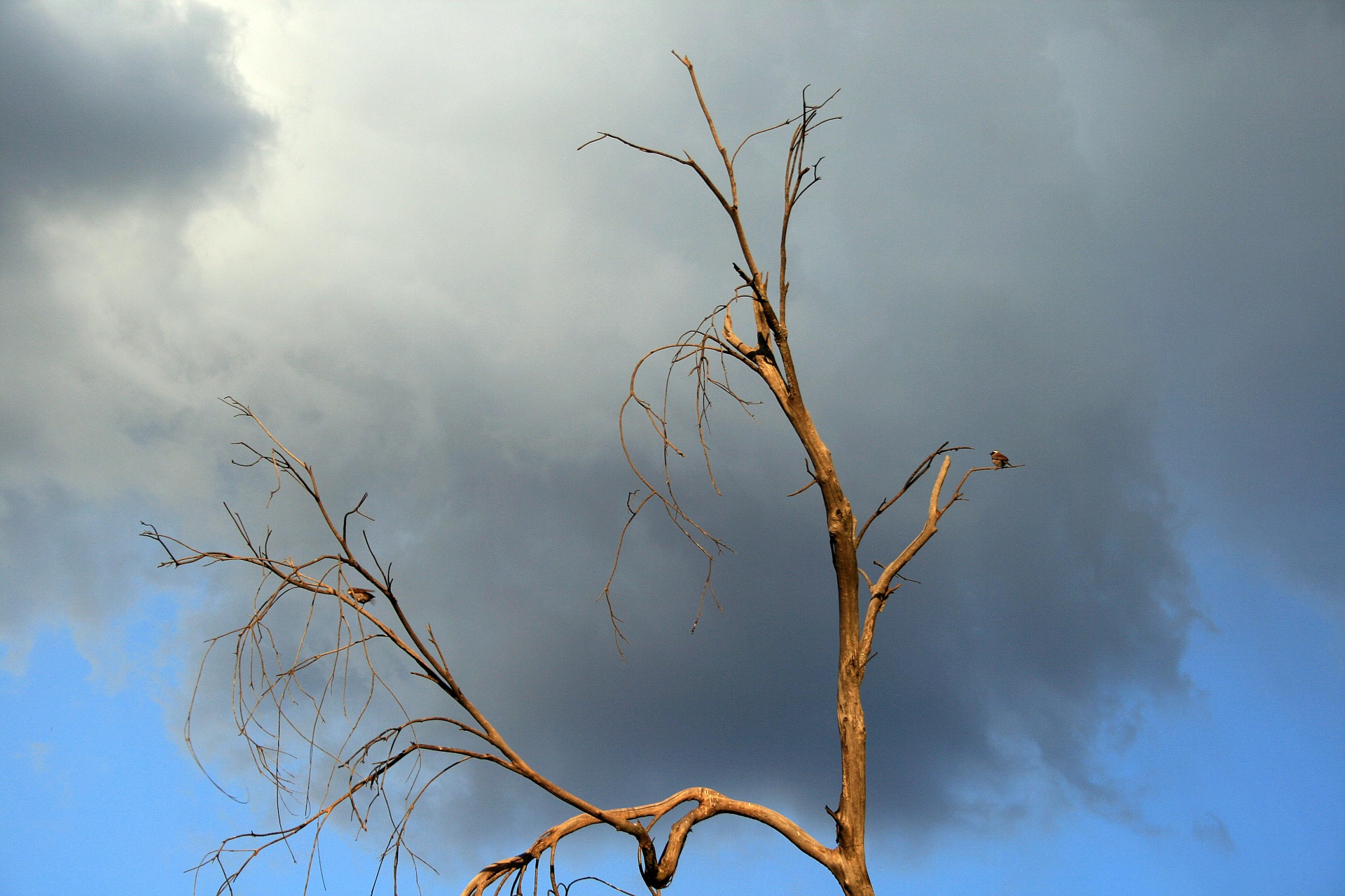 tree dead bare free photo