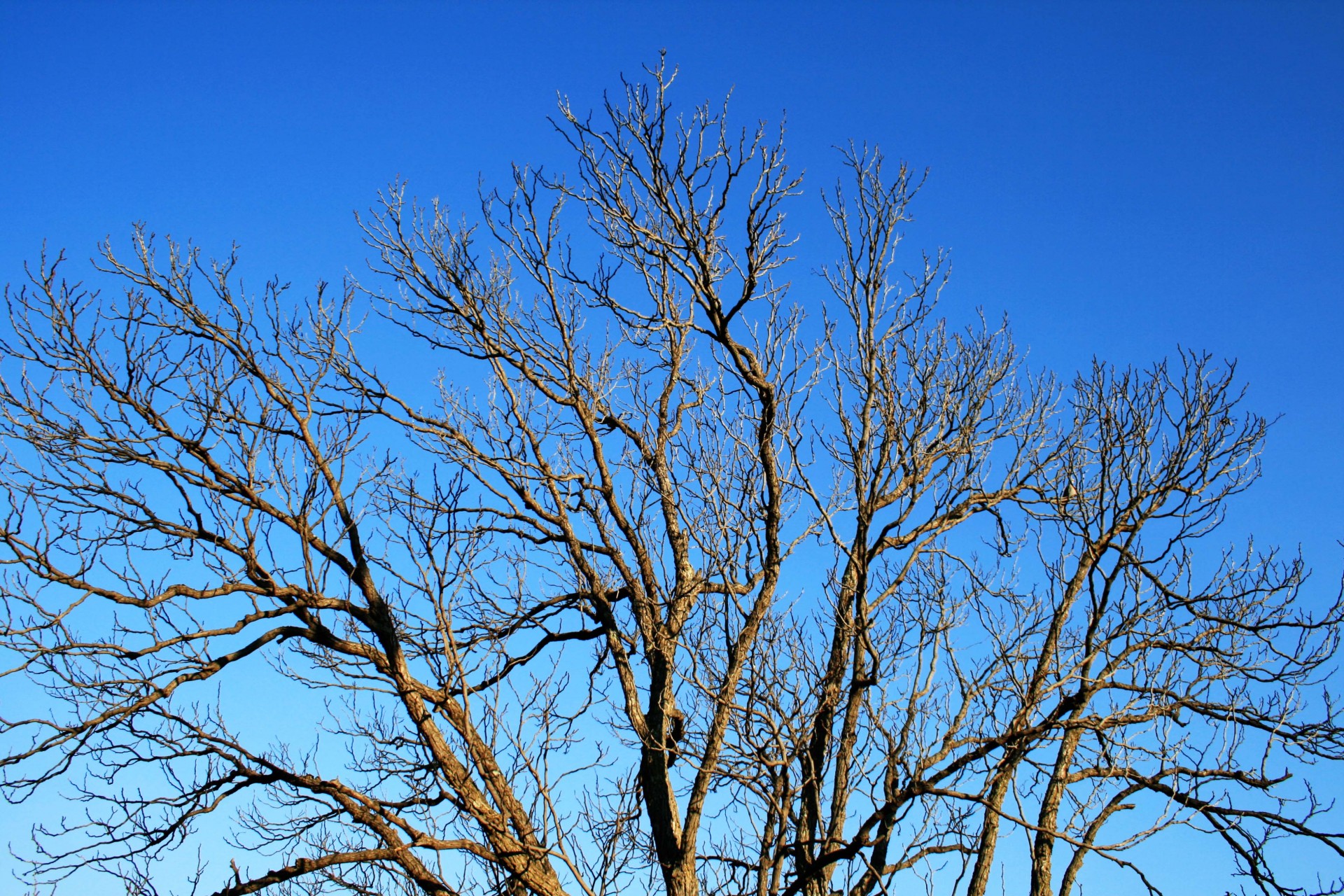 Blue tree. Дерево на синем небе. Верхушка сухого дерева. Голые деревья синее небо. Небо деревья голые.