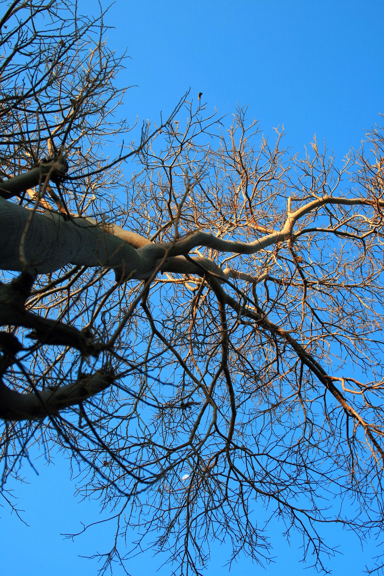 sky blue tree free photo