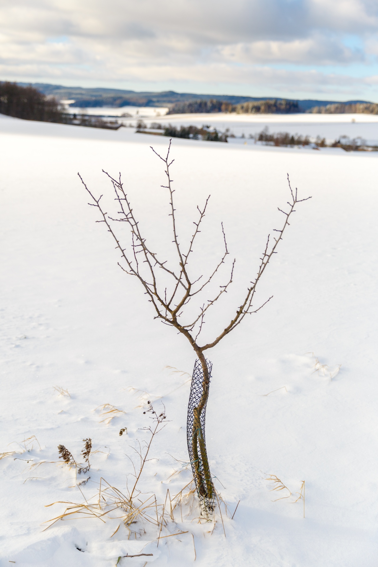 bare branch cloudy free photo