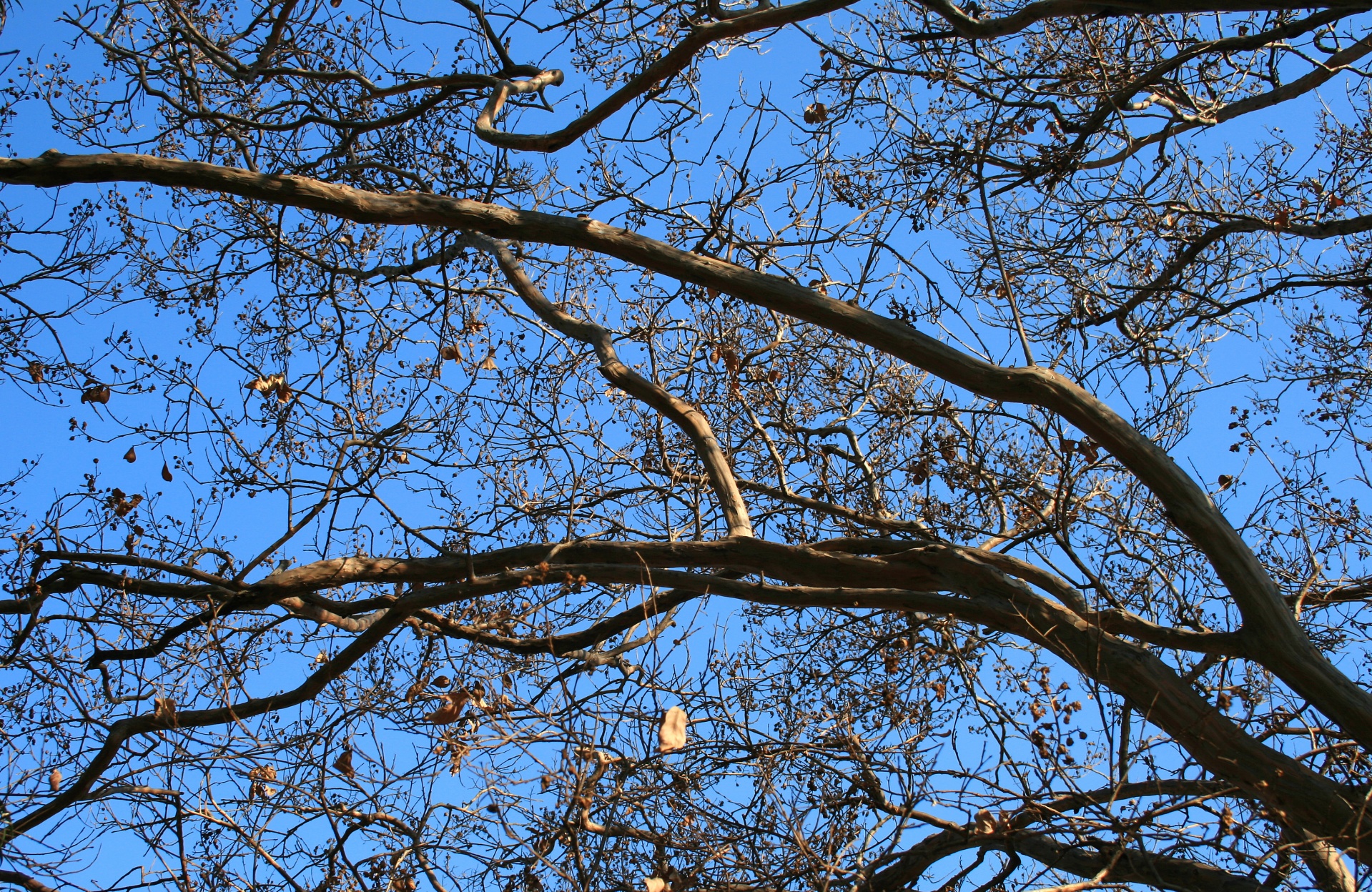 tree branches leaves free photo