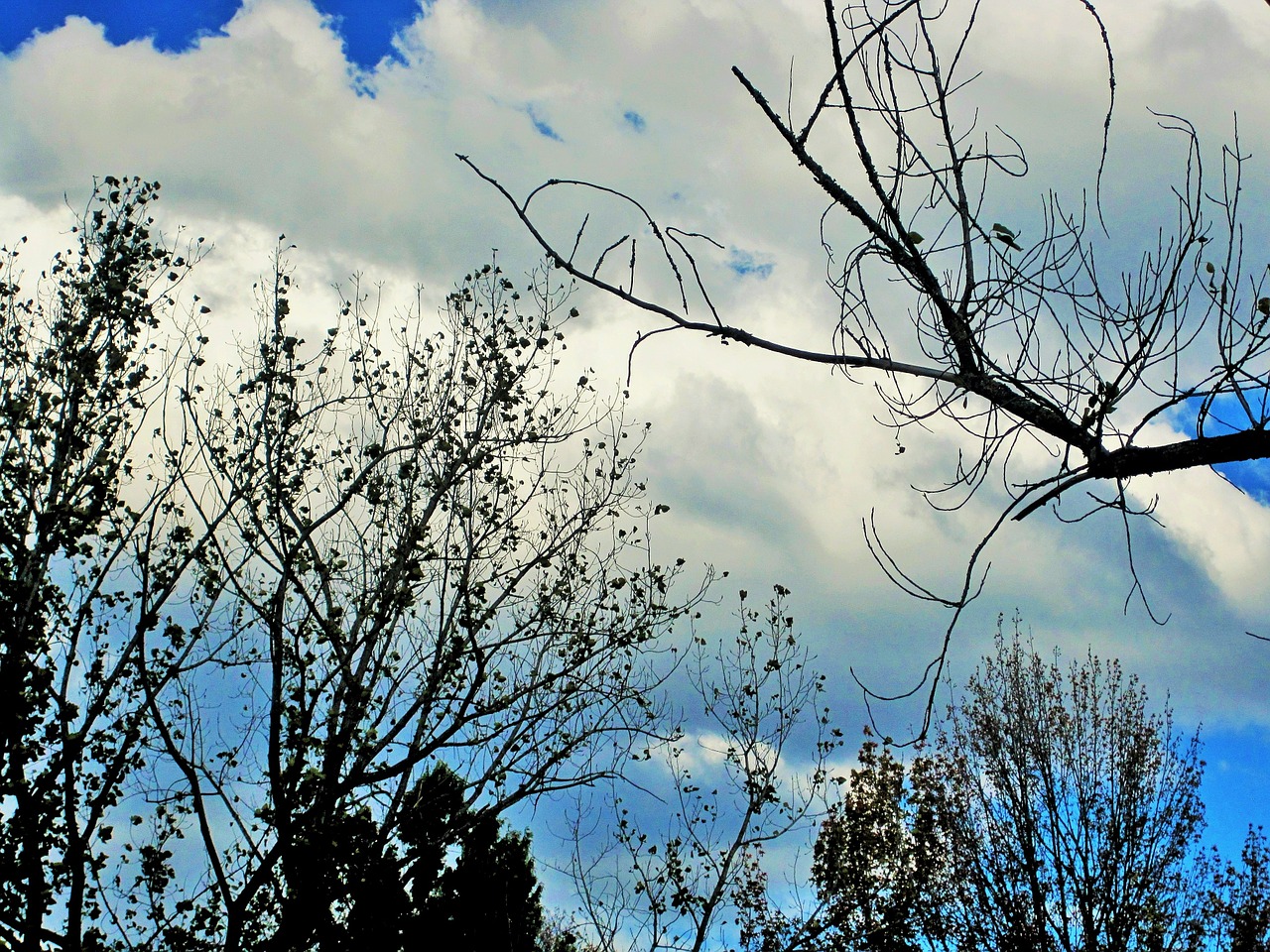 bare trees trees branches free photo