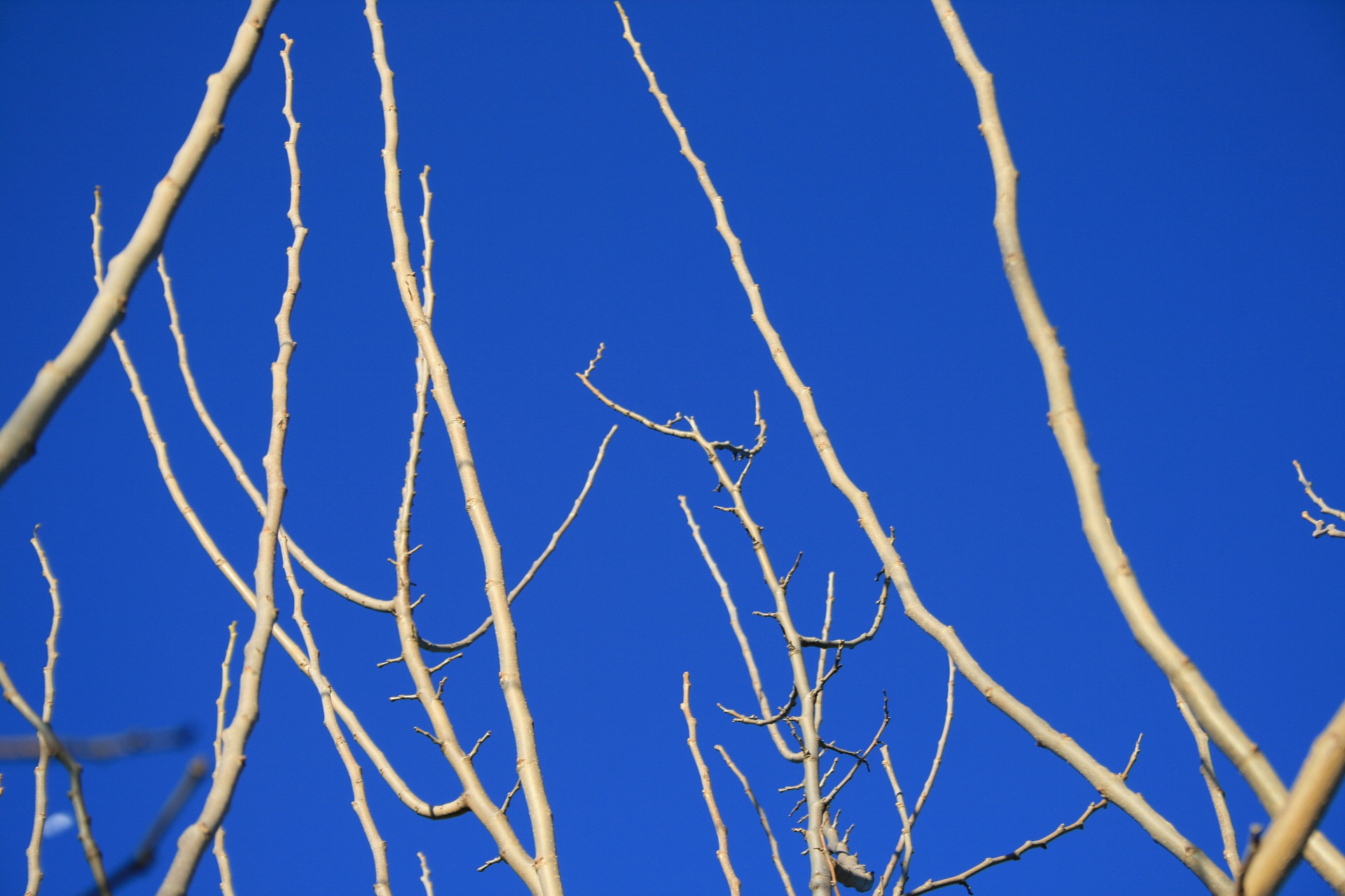 sky blue twigs free photo