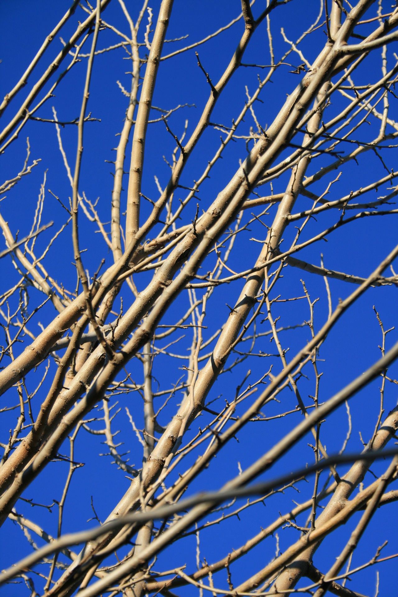 sky blue twigs free photo