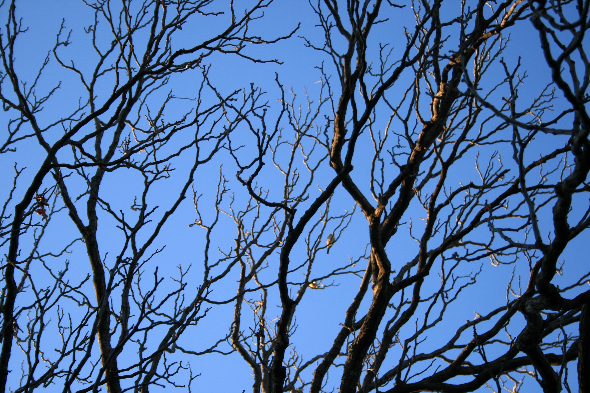 tree branches bare free photo