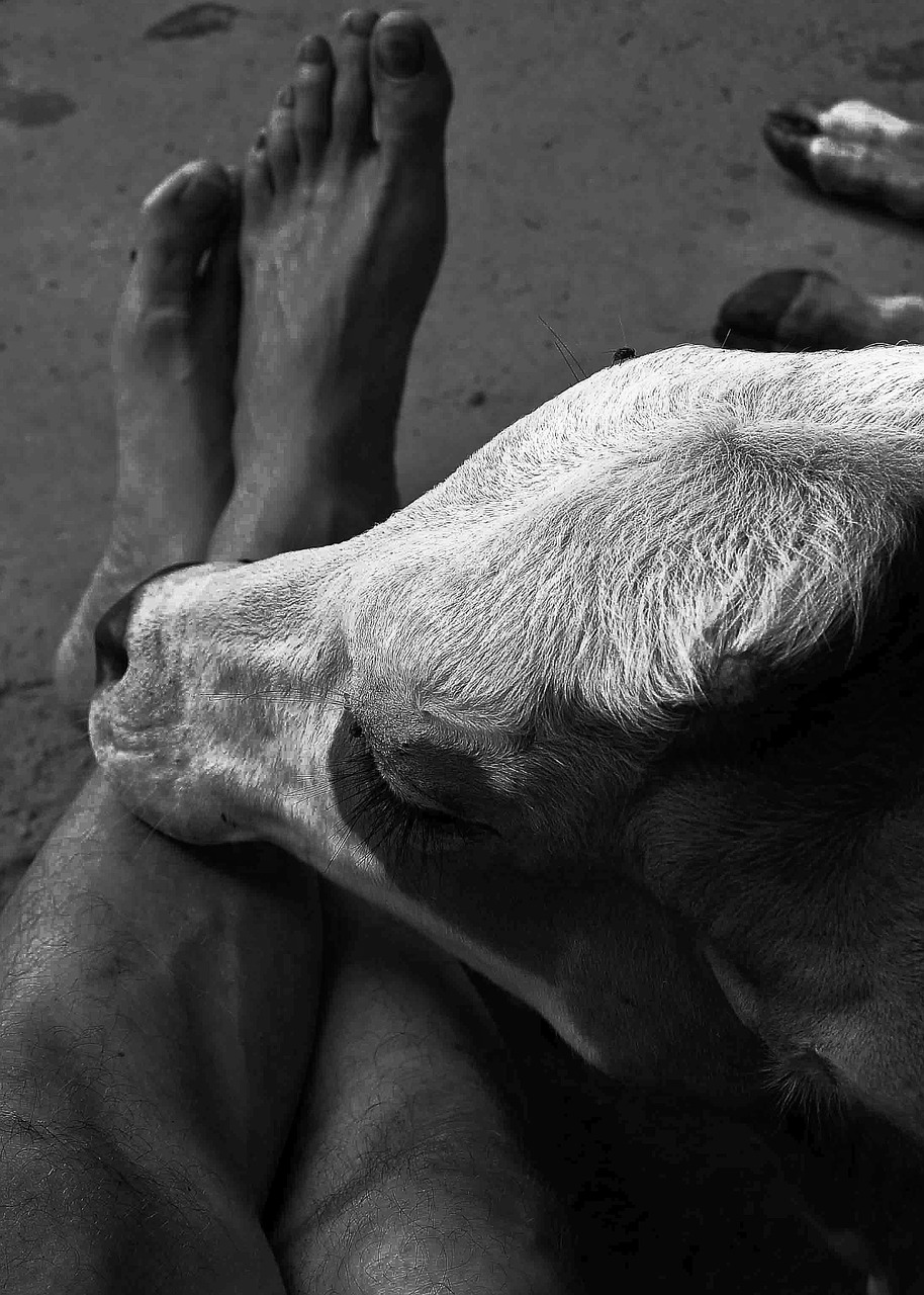 barefoot cow people free photo