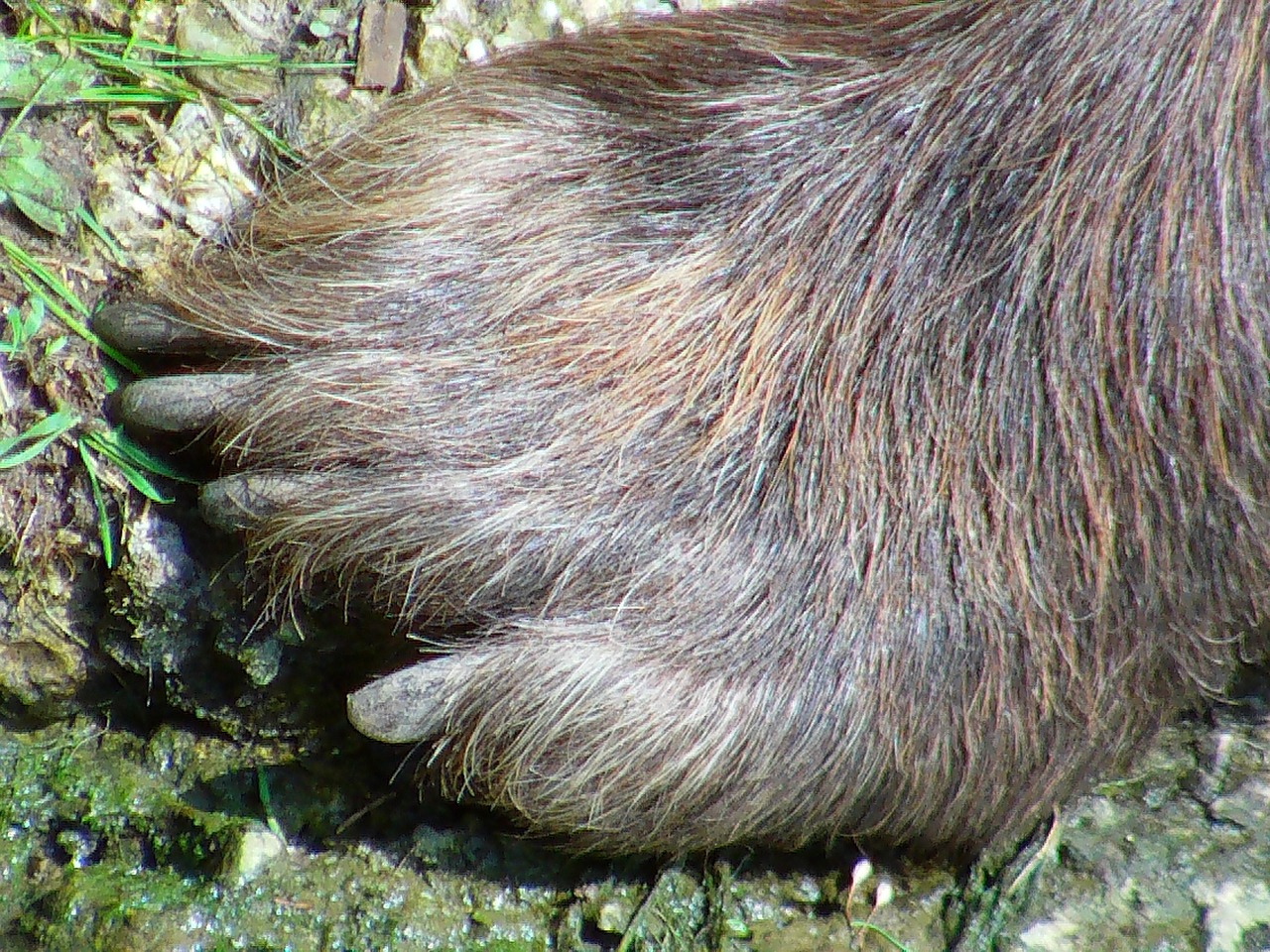 bärentaze brown bear foot free photo