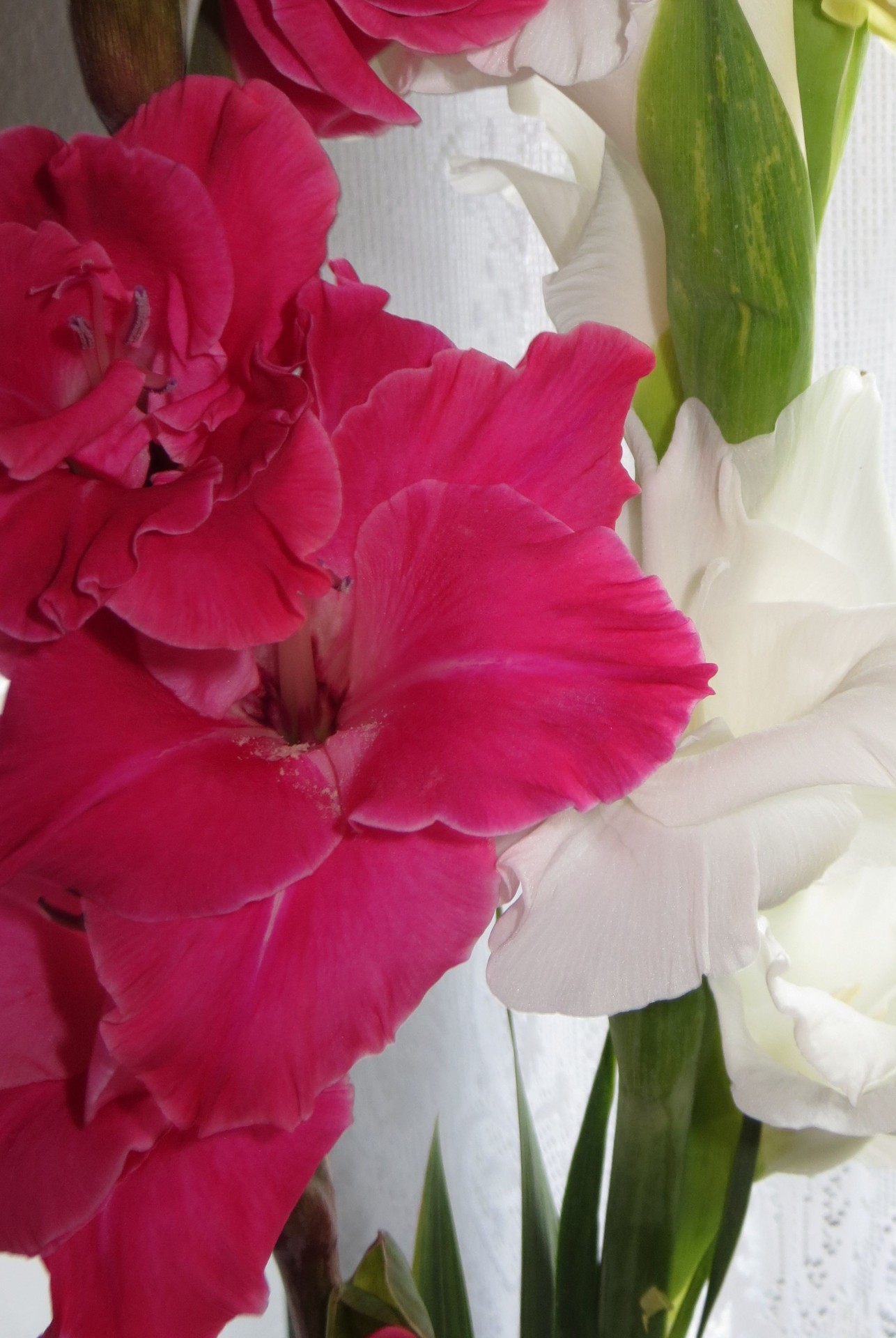 gladiolus flowers colored gladiolas free photo