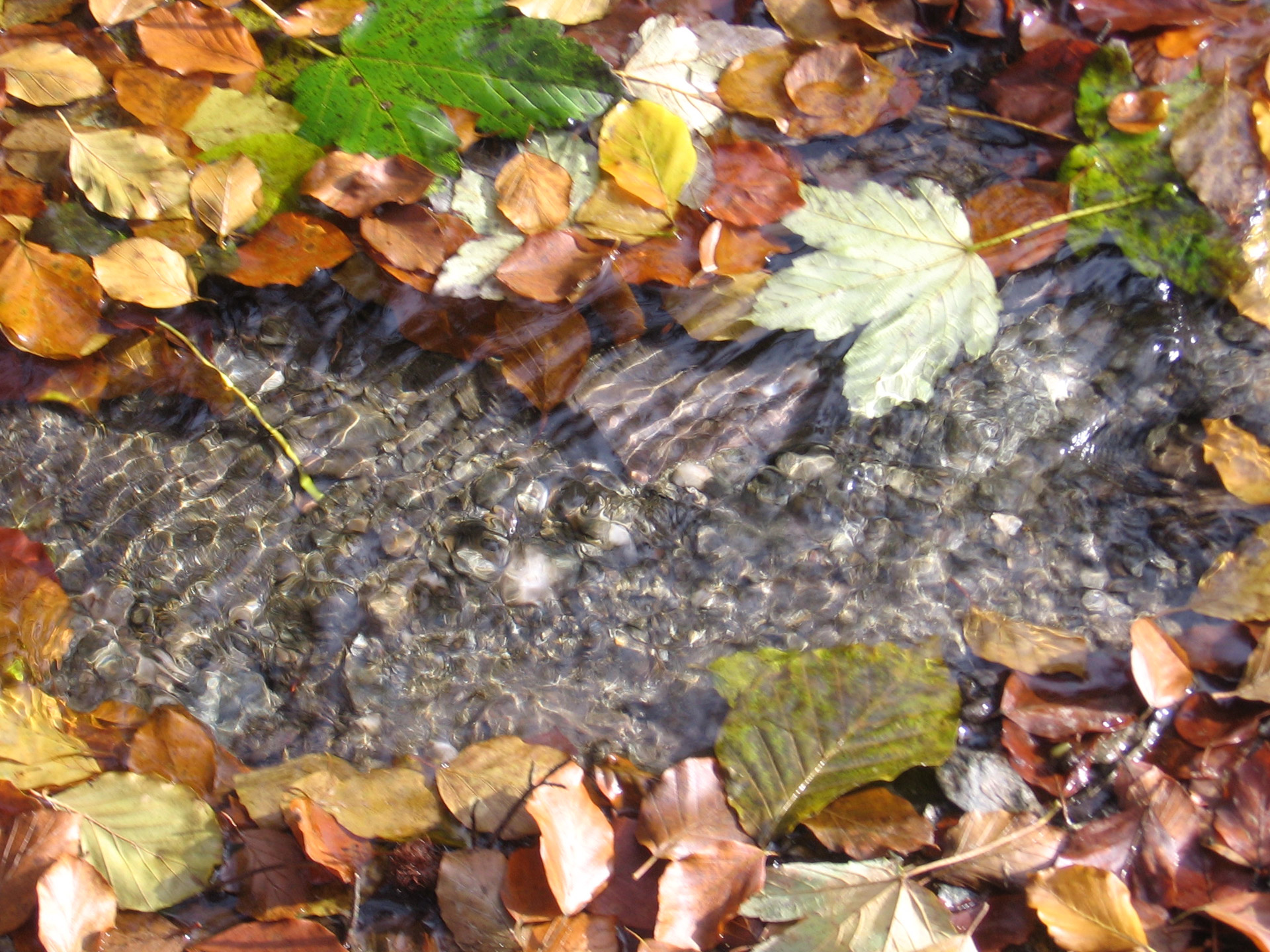 creek foliage autumn free photo