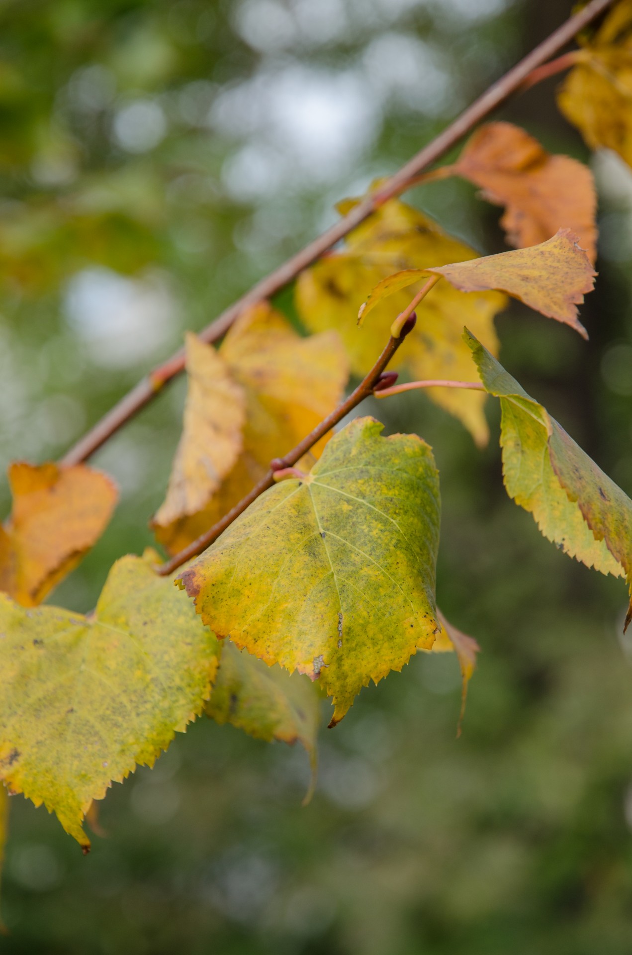 leaf branch autumn free photo