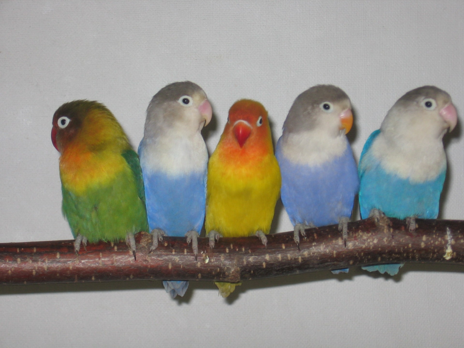 parrot bird color free photo