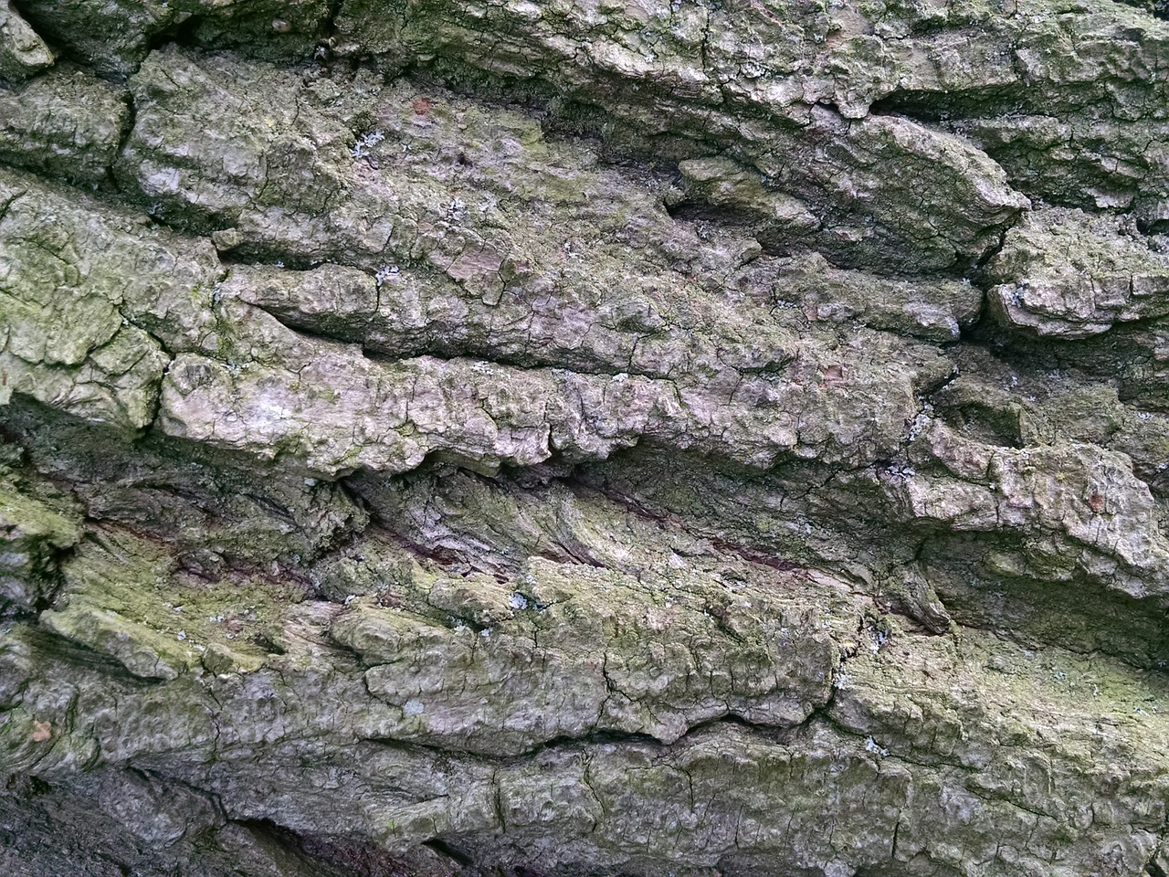 bark trees texture free photo