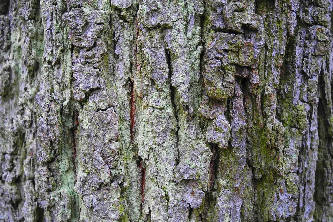 bark tree nature free photo