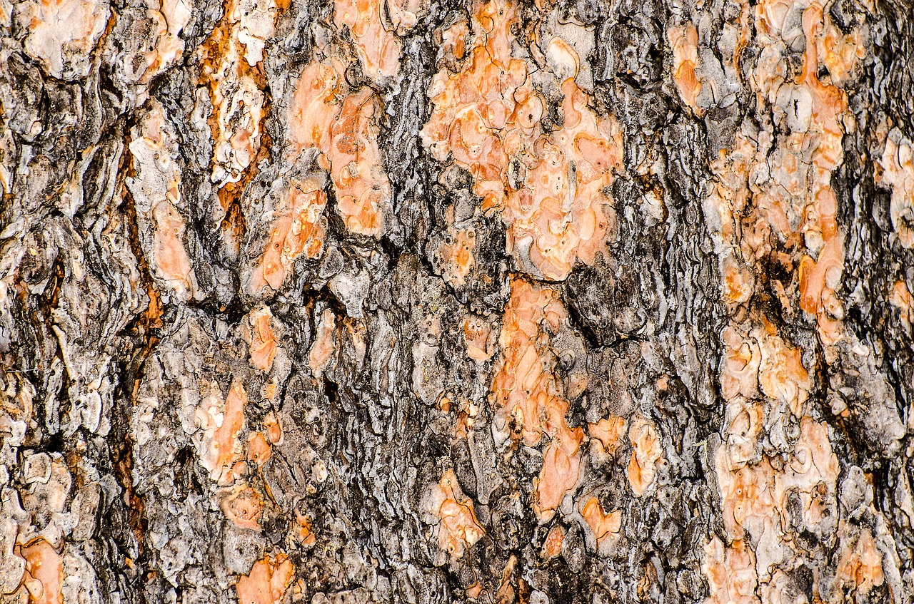 bark wood tree free photo