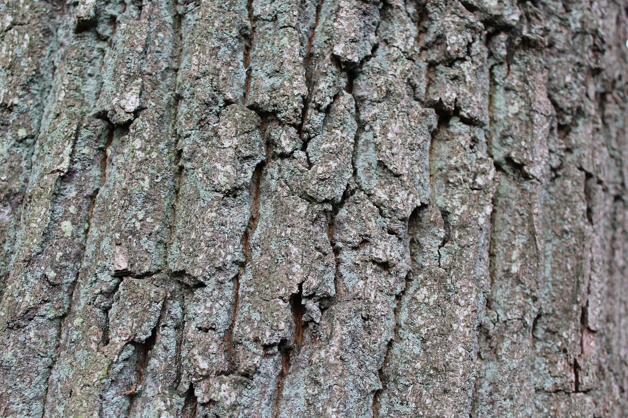 bark nature log free photo