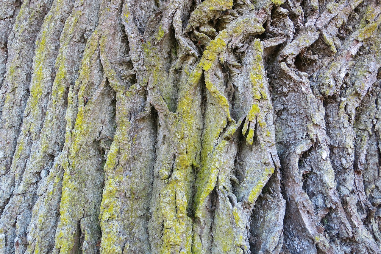 bark tree weave free photo