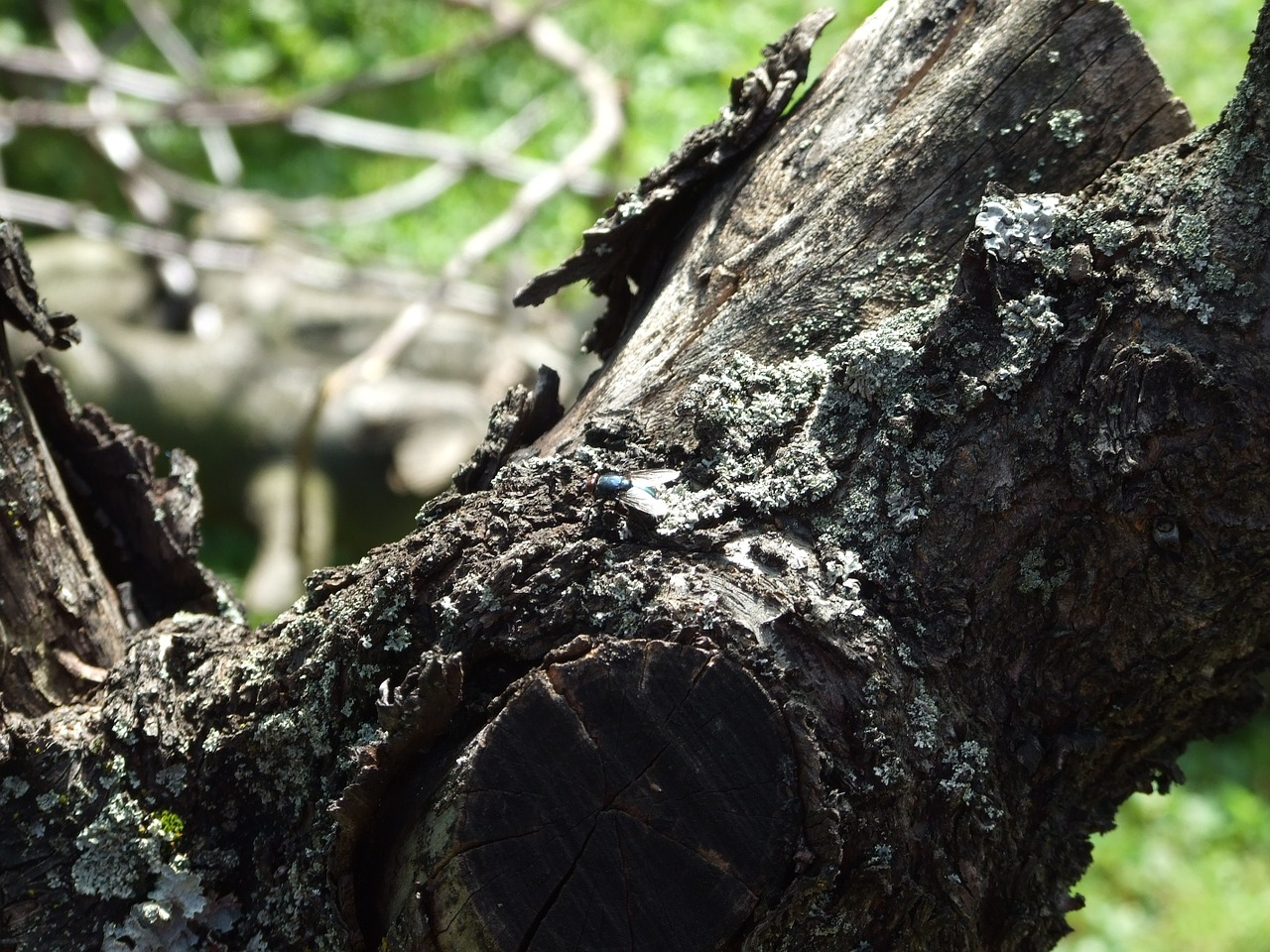 bark fly wood free photo