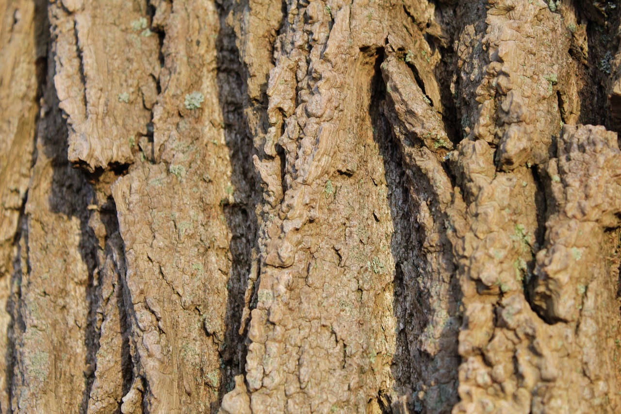 bark tree log free photo