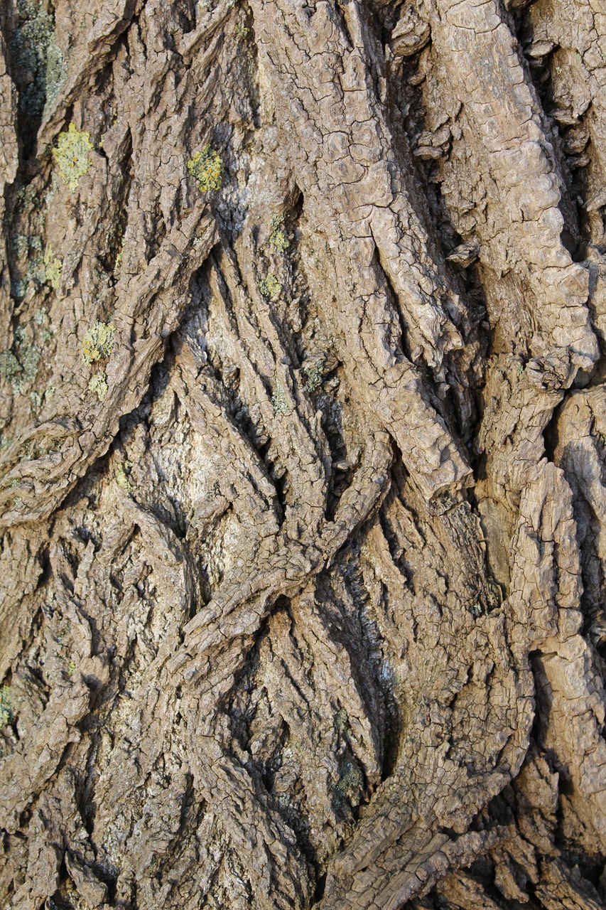 bark tree structure free photo