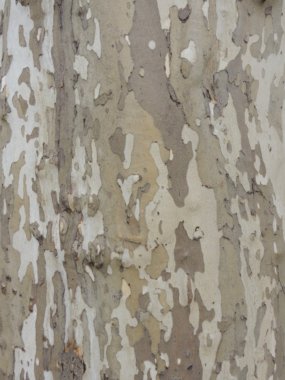 bark camouflage tree free photo