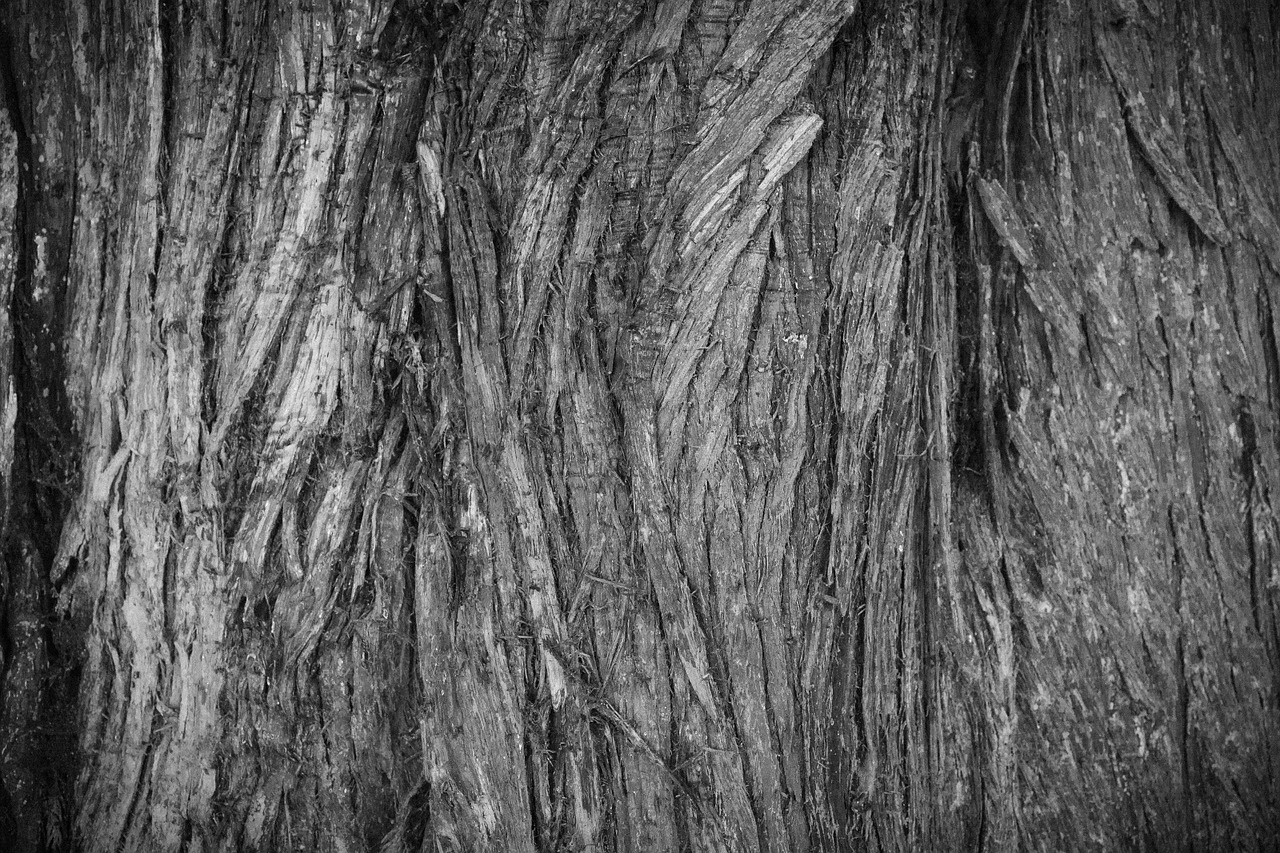 bark tree texture free photo